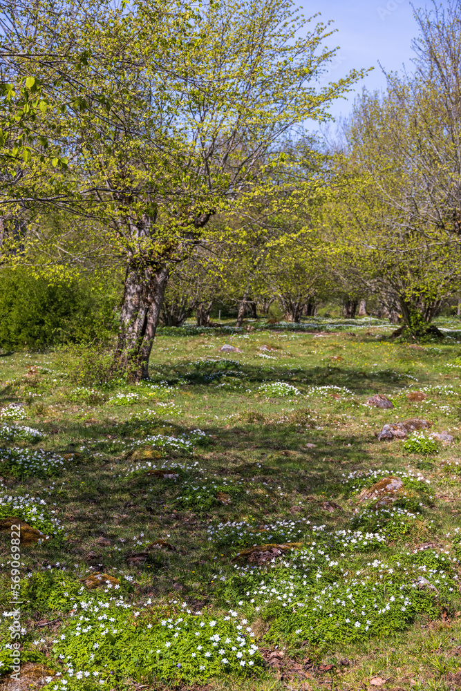 Wood anemone flowers and pollarding trees in springtime Wood anemone flowers and pollarding trees in springtime