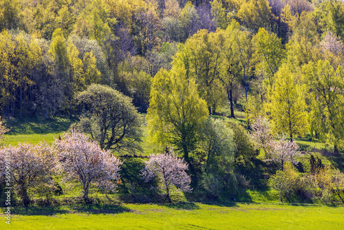Fototapeta Naklejka Na Ścianę i Meble -  Spring green trees on a hillside