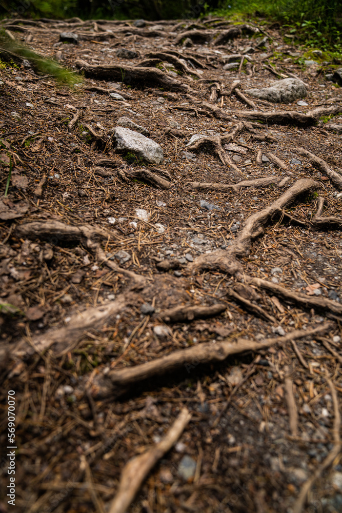 Grüner Waldweg Wanderweg mit Wurzeln Farn Grüner Waldweg Wanderweg mit Wurzeln Farn