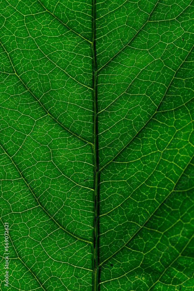 Leaf close up macro photograph Leaf close up macro photograph