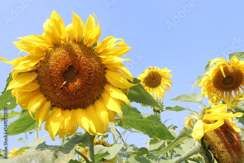 sunflower on tree in farm