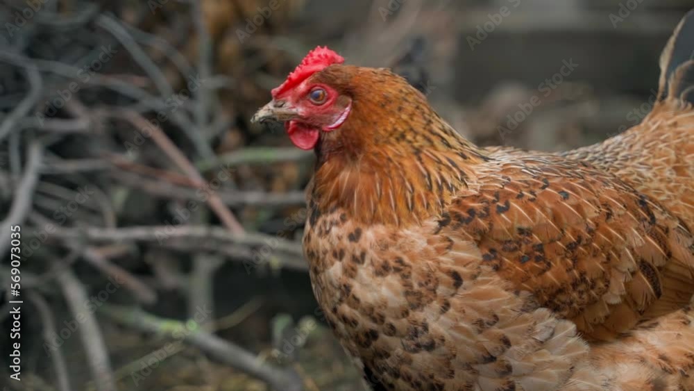 Chicken with brown feathers outdoors close-up on a blurred background Chicken with brown feathers outdoors close-up on a blurred background