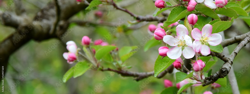 Apfelblüte in weiß und rosa in Südtirol - Hintergrund und Textur - Apfelbaumblüte - Apfelbaumblüten Apfelblüte in weiß und rosa in Südtirol - Hintergrund und Textur - Apfelbaumblüte - Apfelbaumblüten