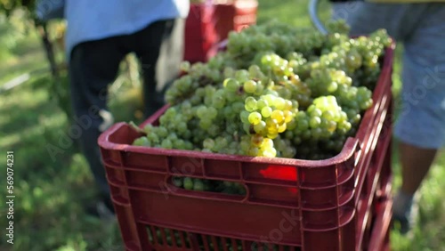 man carrying red cart with grapes in vineyard duting harvest