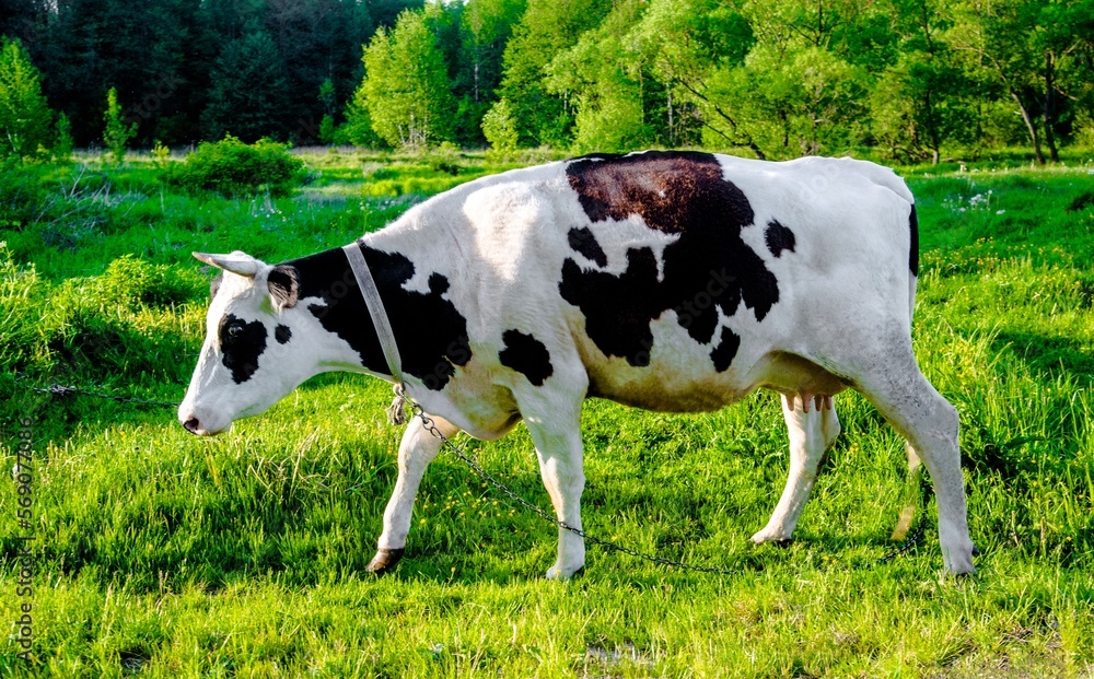 A cow is grazing in a meadow
