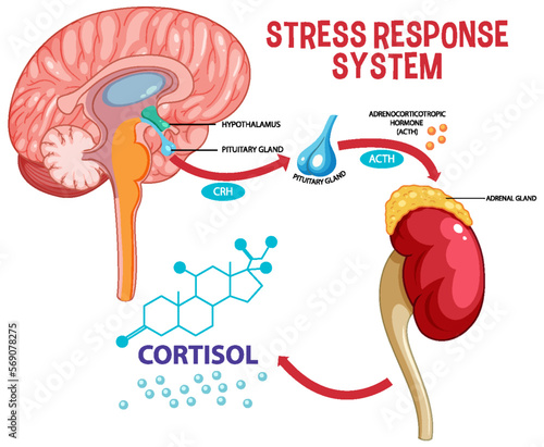 Stress response system scheme