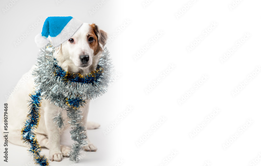 Portrait of a dog in a Santa hat and Christmas tree garland. The dog is a Christmas tree. Concept of the New Year and Christmas. Funny animals. Portrait of a dog in a Santa hat and Christmas tree garland. The dog is a Christmas tree. Concept of the New Year and Christmas. Funny animals.
