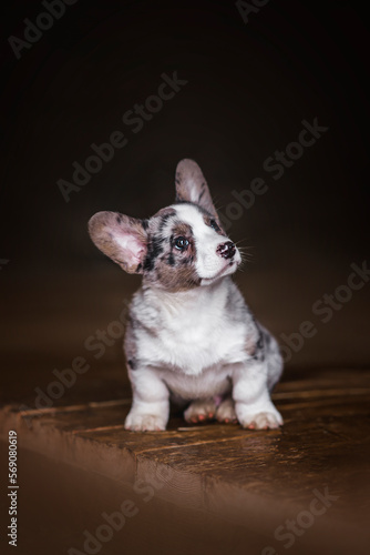 Cardigan Welsh Corgi puppies photo