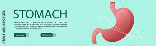Web banner template with human healthy stomach. Vector illustration cartoon style