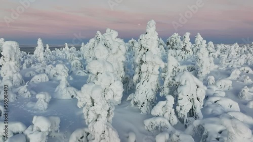 Flying in front of frosty, snow covered tunturi forest, Kaamos colors on a winter day in Lapland - Aerial view photo