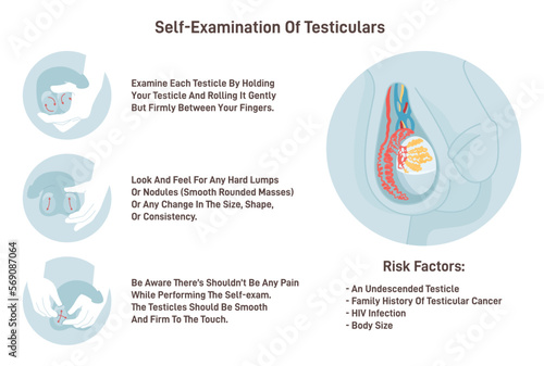 Testicles self exam. Testicle cancer symptoms awareness and monthly
