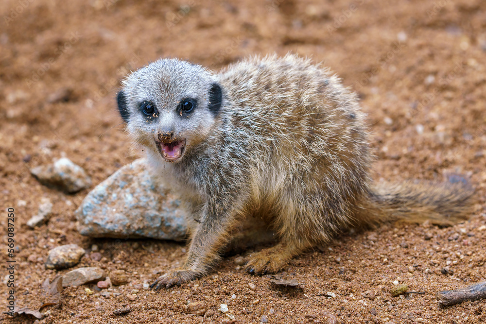Fototapeta premium Meerkat or suricate cub showing its teeth