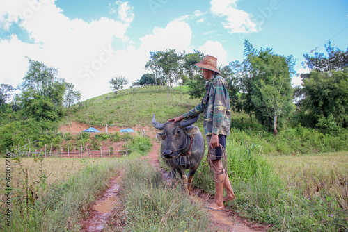 KoYaoNoi,KoYao district,thongmexay,laos:June21th, 2022 -laos farmer walking with buffolo in rice field.