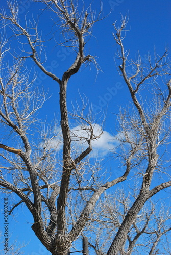 Trees high in the sky outdoors.