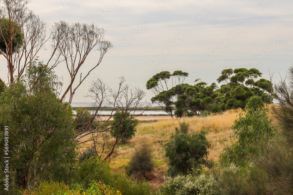 coastal summer landscape with dry grass and eucalyptus trees