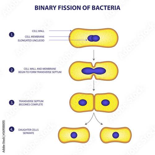 Binary fission process  of bacteria diagram png