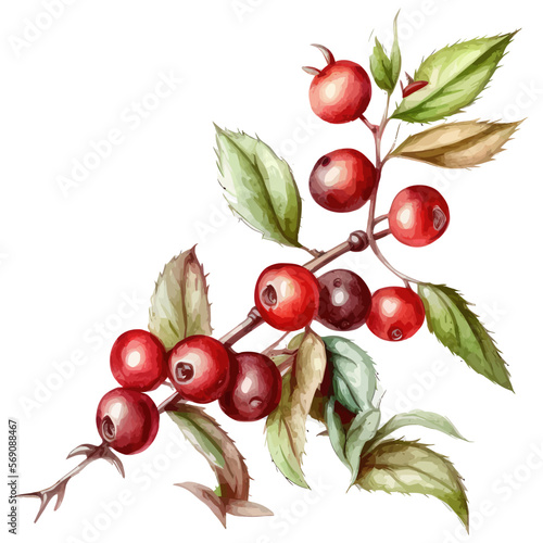 Hand drawn watercolor painting cranberries on white background. Hand-drawn illustration isolated on white background in boho style.