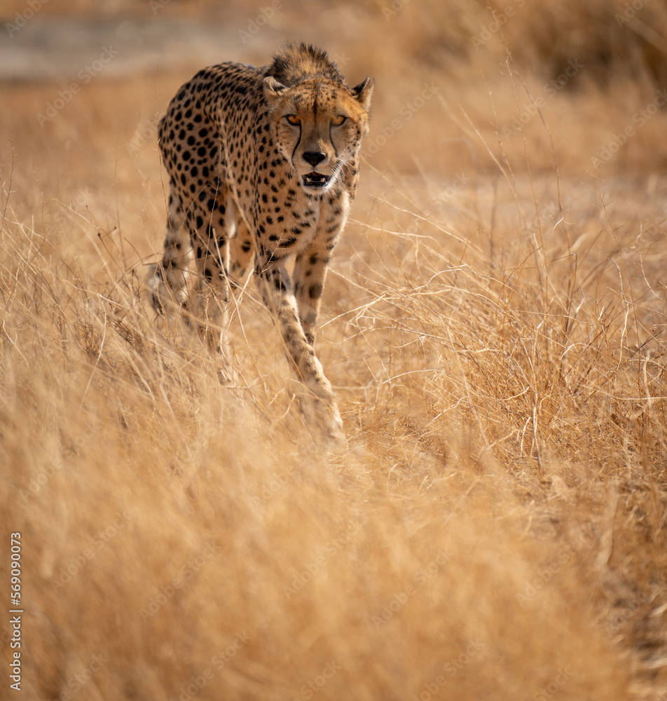 Naklejka premium Cheetah walking over the yellow bush with deep sight