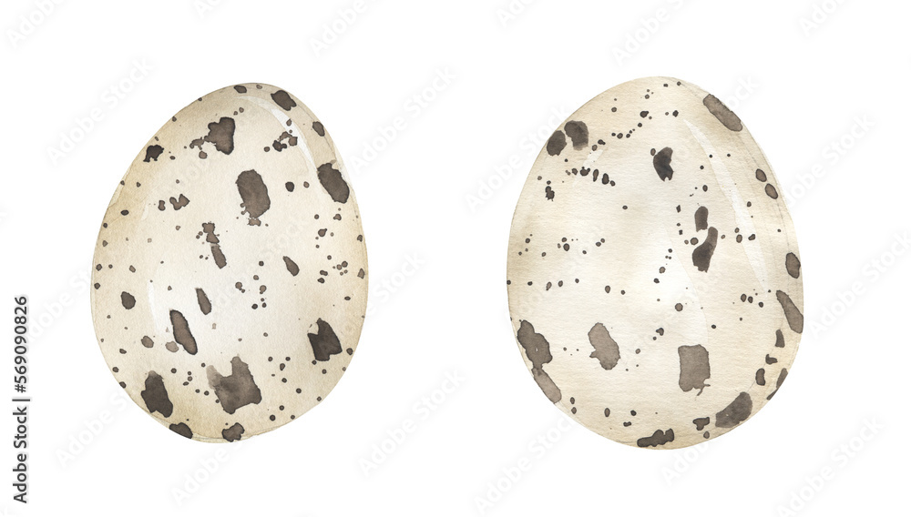 Watercolor Bird quail egg illustration set. Hand drawn spotted egg collection. Watercolor Bird quail egg illustration set. Hand drawn spotted egg collection.
