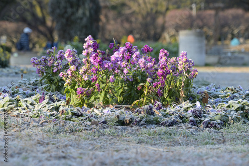 霜が降りて白くなった花壇で、陽があたったストックの花だけ霜が溶けている風景