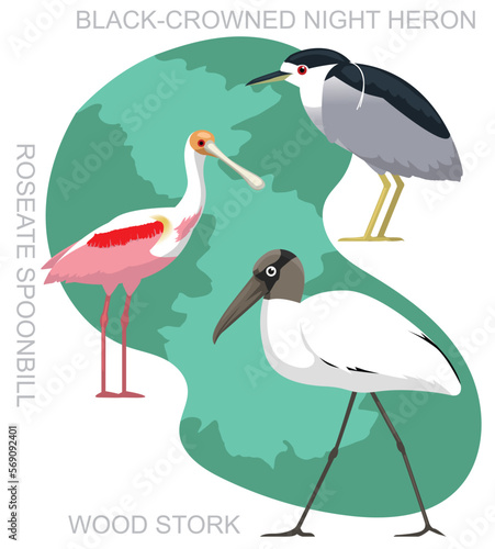 Cute Bird Wood Stork Night Heron Set Cartoon Vector