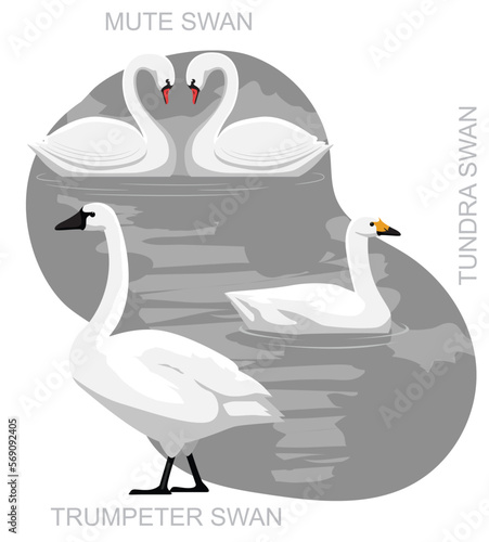 Cute US Swan Set Cartoon Vector