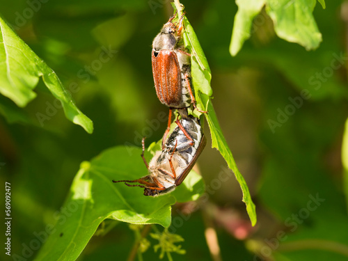 Two cockchafer on green leaf