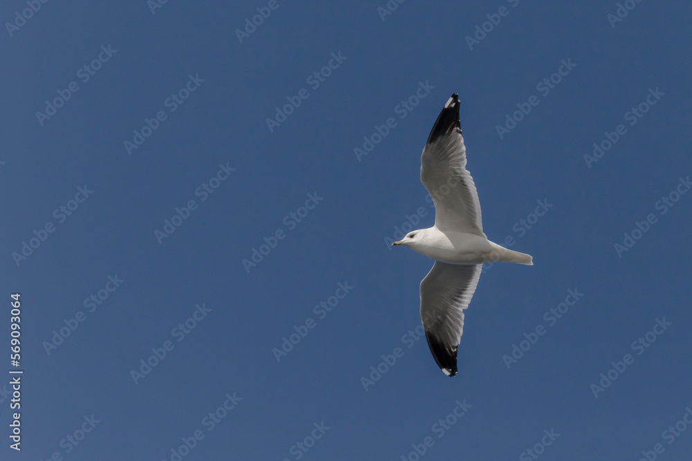 seagull flying in a clear blue sky seagull flying in a clear blue sky