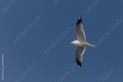 seagull flying in a clear blue sky
