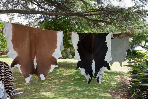 Animal skins hanging to dry, Franschhoek, South Africa photo