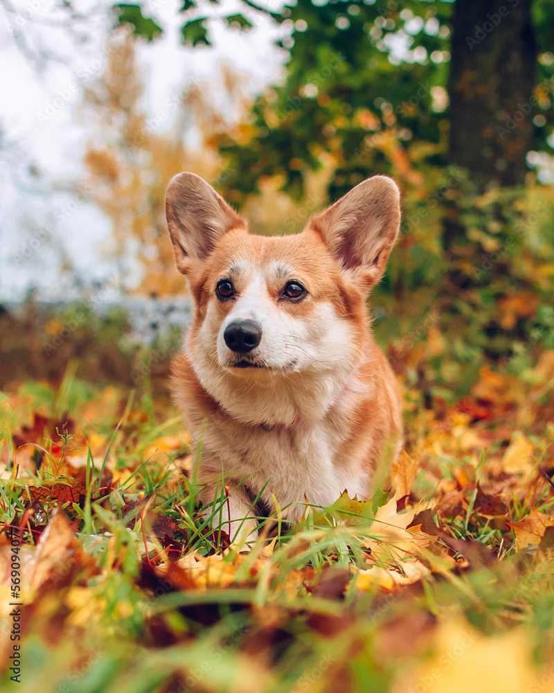 Corgi Corgi