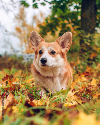 Corgi