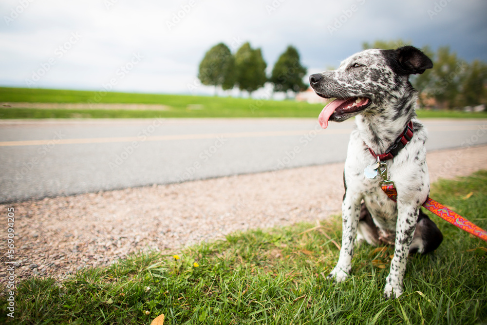 Spotted Blue Heeler Mutt Dog at Waterfront Park Bike Path Spotted Blue Heeler Mutt Dog at Waterfront Park Bike Path