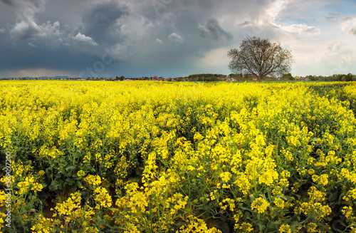 Approaching thunderstorm to blossoming rapeseed field, concept of weather forecast and eco-tourism