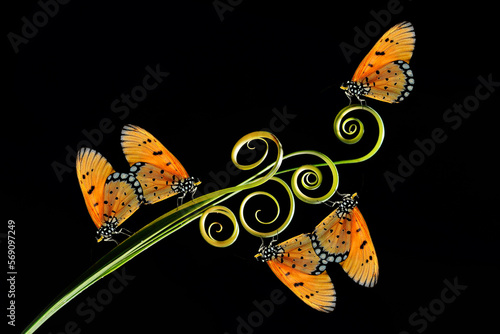 moments of butterflies mating on flowers, butterflies , butterfly, 