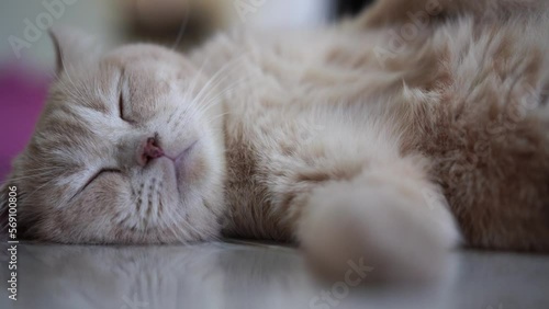 Cream Scottish Straight Cat sleeping on floor tiles