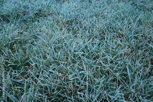 Makro Gras mit Frost im Winter