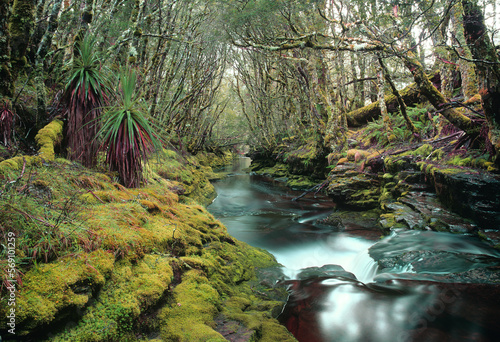 Gentle stream running through a rain forest