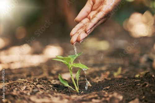 Farmer, hands or watering sapling in soil agriculture, sustainability help or future growth planning in climate change hope. Zoom, woman or wet leaf seedling in planting environment or nature garden