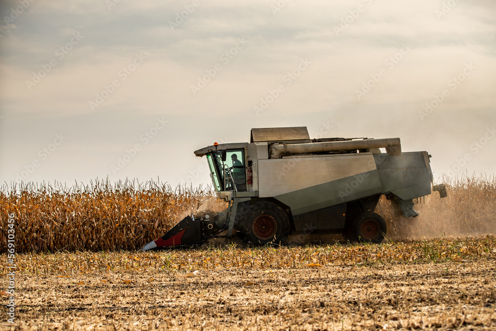 Fototapeta premium Agricultural efficiency displayed in corn maize field, farmer operates high-tech harvester