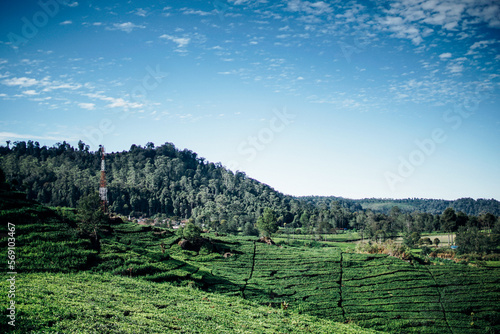 morning atmosphere on the expanse of tea plantations photo