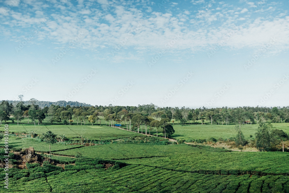 morning atmosphere on the expanse of tea plantations