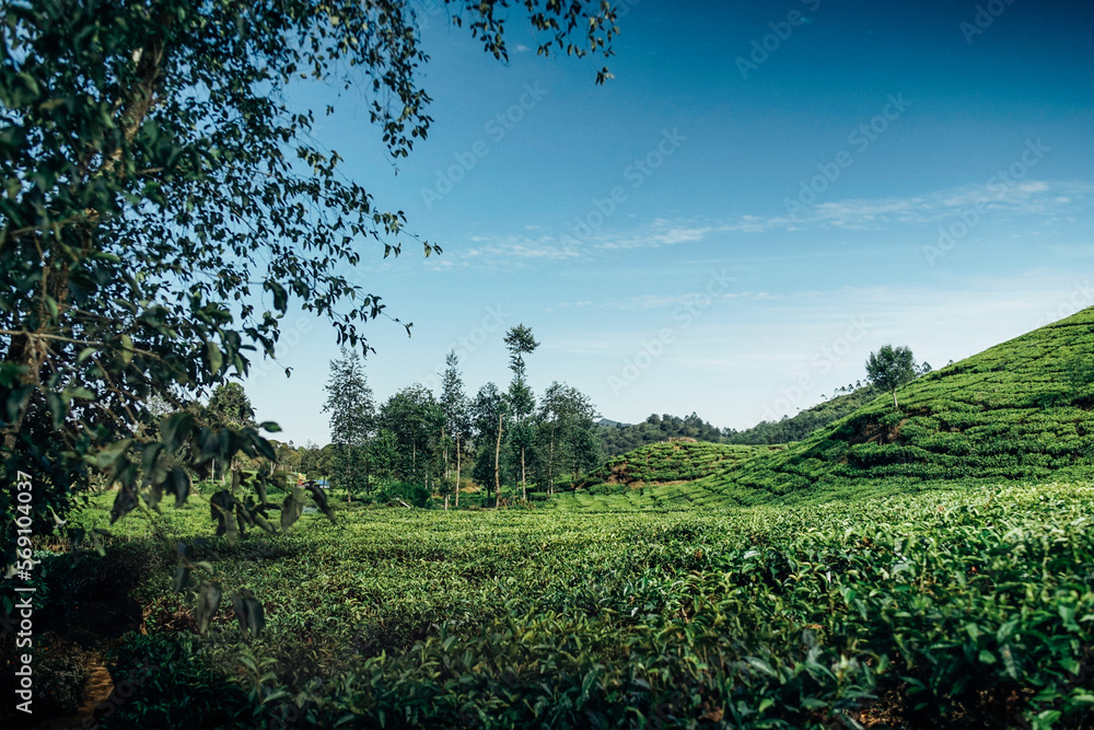 Obraz premium morning atmosphere on the expanse of tea plantations