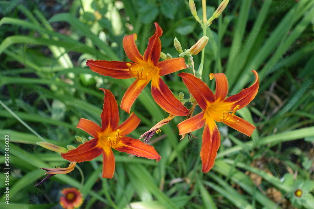 Three red and orange flowers of Hemerocallis fulva in July Three red and orange flowers of Hemerocallis fulva in July