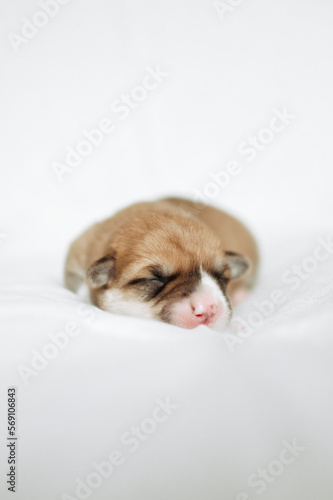 Corgi puppies photo