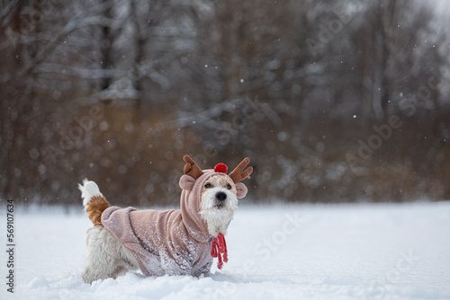 Dog on the background of trees in the park. Portrait of a Jack Russell Terrier dressed as a fawn. Snowing © WoodHunt