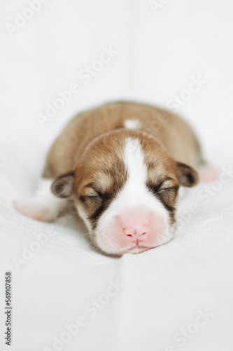 Corgi puppies photo