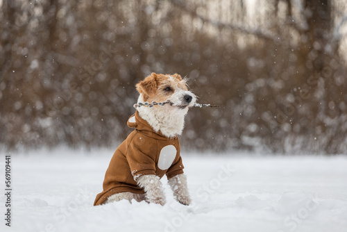 Fototapeta Naklejka Na Ścianę i Meble -  A dog against the background of trees in the park holds a spring twig with buds in its mouth. Portrait of a Jack Russell Terrier dressed as a bear cub. Snowing