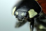 Coccinellidae, Lady Bug, Ladybug head, 5x extrem macro, isolated, nature and entomology science