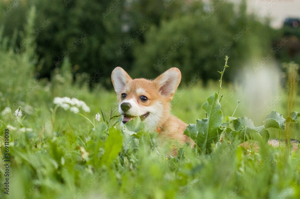 Corgi puppies Corgi puppies